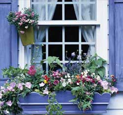 Window Planter